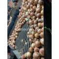 gelbe Zwiebel für Indonesien Markt